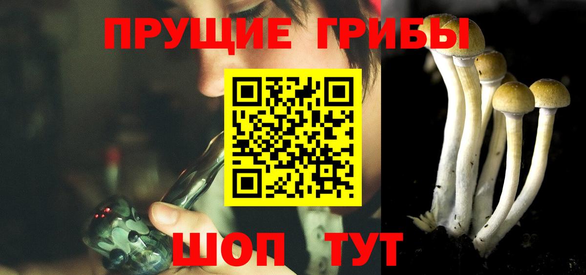 Псилоцибиновые грибы Psilocybine cubensis Конаково